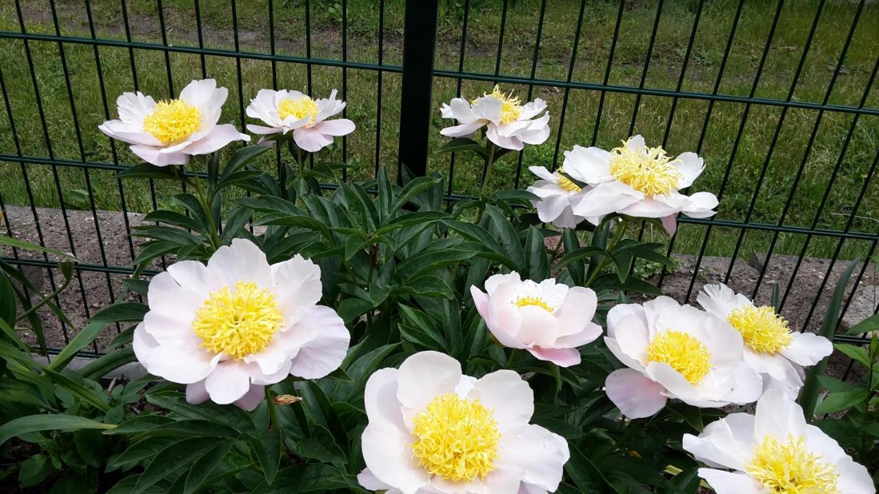 Gartenblick Trebbin Bagian luar foto