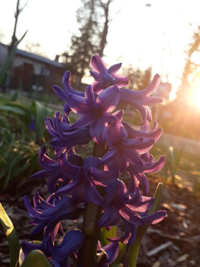 Gartenblick Trebbin Bagian luar foto